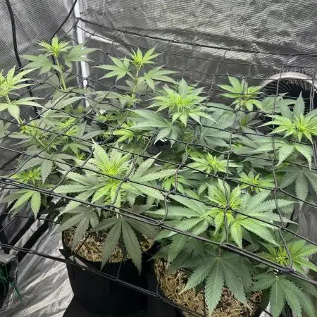 Granddaddy Purple & OG Kush