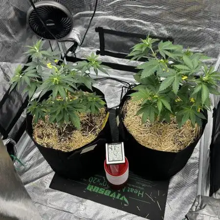ILGM Granddady Purple & RQS OG Kush