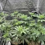 Granddaddy Purple & OG Kush