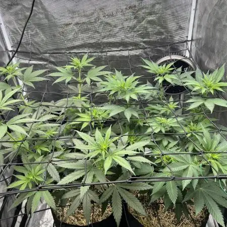 Granddaddy Purple & OG Kush