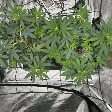 ILGM Granddady Purple & RQS OG Kush