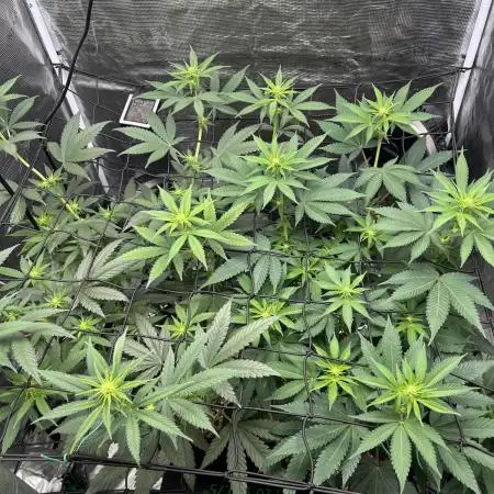 Granddaddy Purple & OG Kush