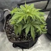 Double grape auto