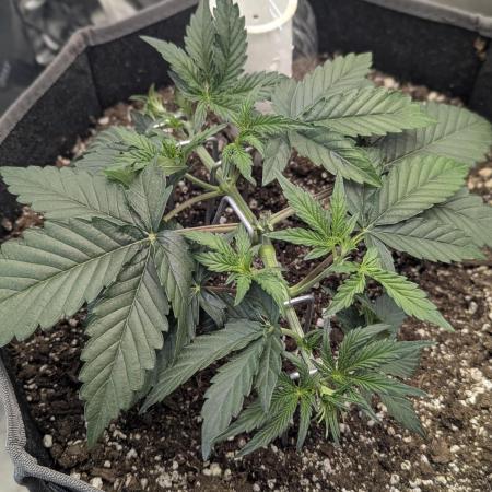 Appletizer grow