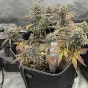 Appletizer grow