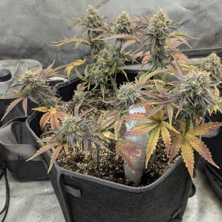 Appletizer grow