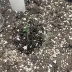 Appletizer grow