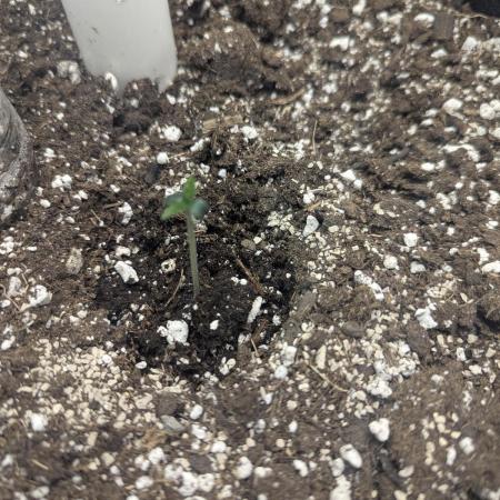 Appletizer grow