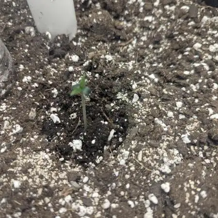 Appletizer grow