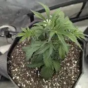 Double grape auto