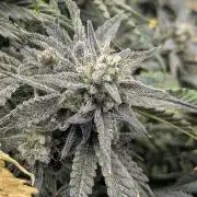 Double grape auto