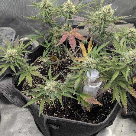 Appletizer grow
