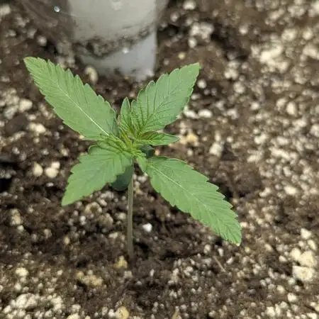 Appletizer grow