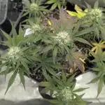 Appletizer grow
