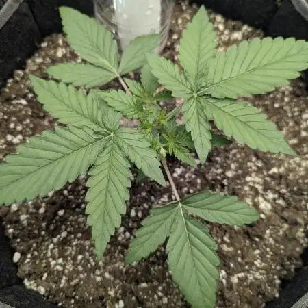Appletizer grow