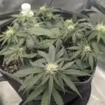 Appletizer grow