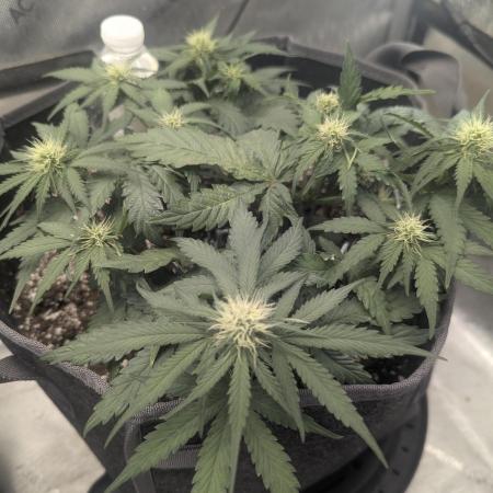 Appletizer grow
