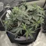 Appletizer grow