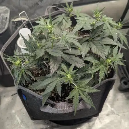Appletizer grow