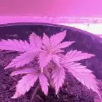 [First Grow!] Northern Lights