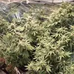 Tent Grow #2