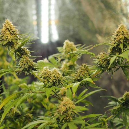Tent Grow #2