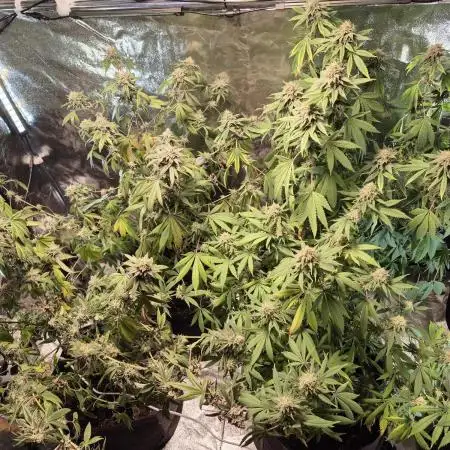 Tent Grow #2