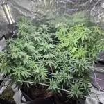 Tent Grow #2