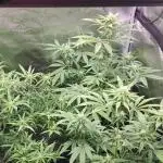 photo mix fastbud and sweetseeds