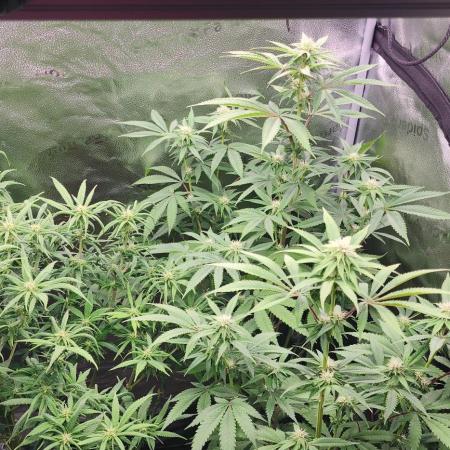 photo mix fastbud and sweetseeds