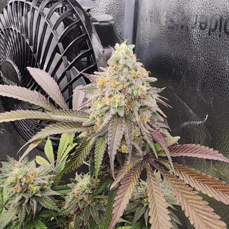 photo mix fastbud and sweetseeds