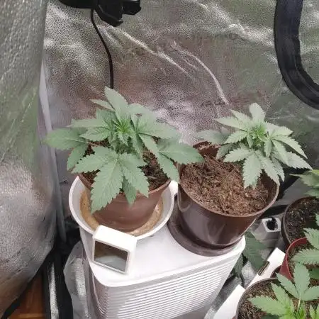 sensi skunk and special kush 1