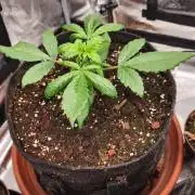 special growdiary