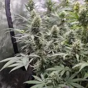 sensi skunk and special kush 1