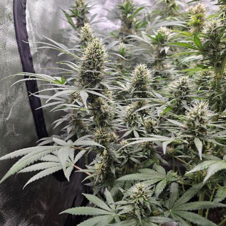 sensi skunk and special kush 1
