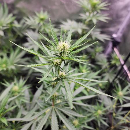 sensi skunk and special kush 1