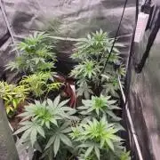 sensi skunk and special kush 1