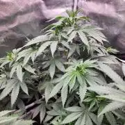 sensi skunk and special kush 1