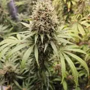 sensi skunk and special kush 1