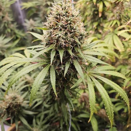 sensi skunk and special kush 1