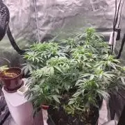 sensi skunk and special kush 1
