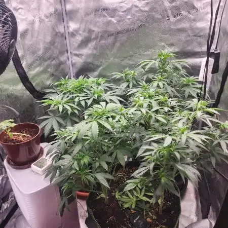 sensi skunk and special kush 1