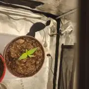 special growdiary