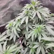 sensi skunk and special kush 1