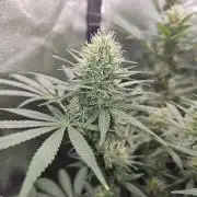 sensi skunk and special kush 1