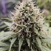 sensi skunk and special kush 1