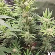 special growdiary