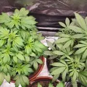 special growdiary