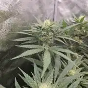 sensi skunk and special kush 1