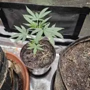 1st time clone vs seed